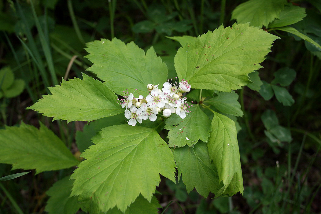 Изображение особи Crataegus chlorosarca.