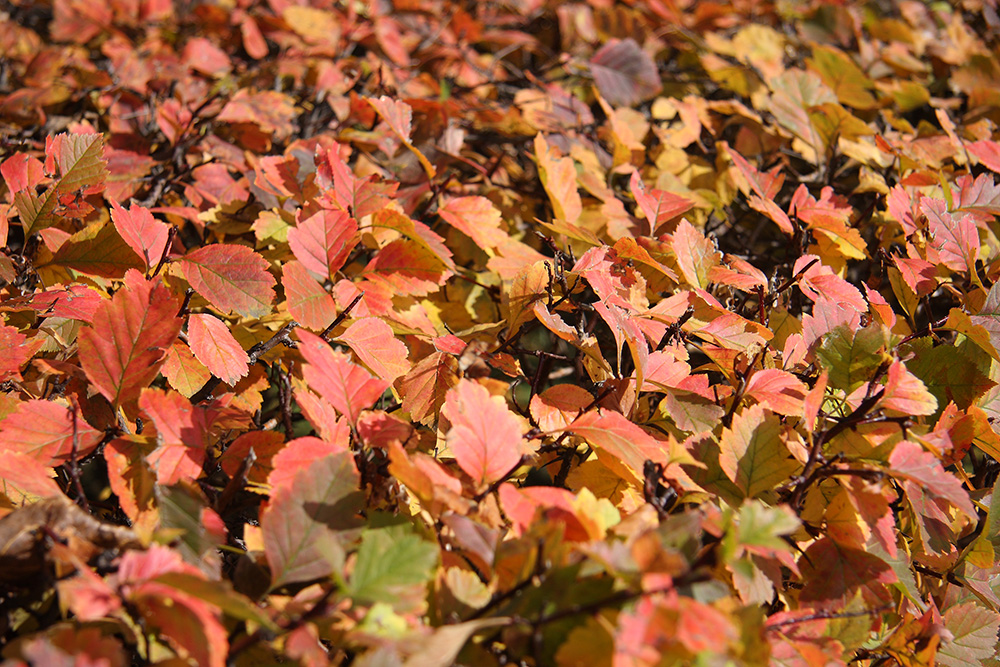 Изображение особи род Crataegus.