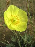 Papaver nudicaule