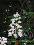 Aesculus hippocastanum