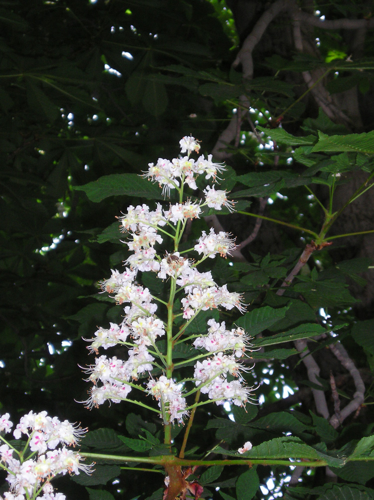 Изображение особи Aesculus hippocastanum.