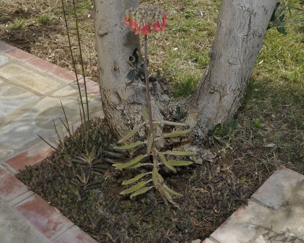 Image of Kalanchoe × houghtonii specimen.