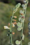 Image of taxon representative. Author is Тулкин Тиллаев