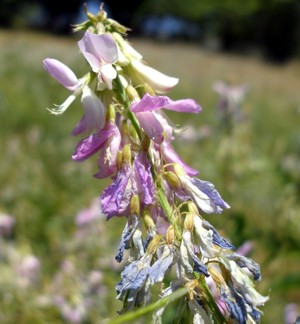 Изображение особи Galega officinalis.