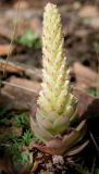 Orostachys malacophylla