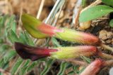 Astragalus atrovinosus