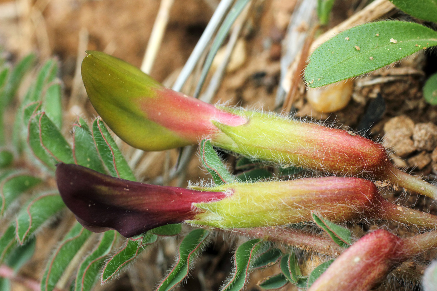 Image of Astragalus atrovinosus specimen.