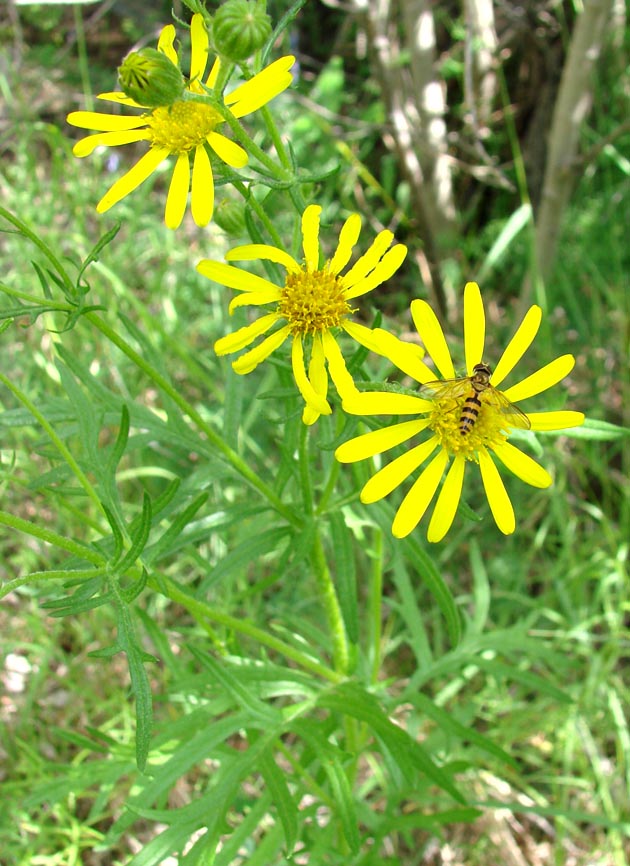 Image of Senecio erucifolius specimen.