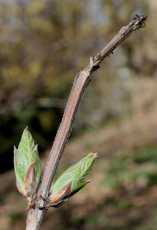 Image of Weigela middendorffiana specimen.