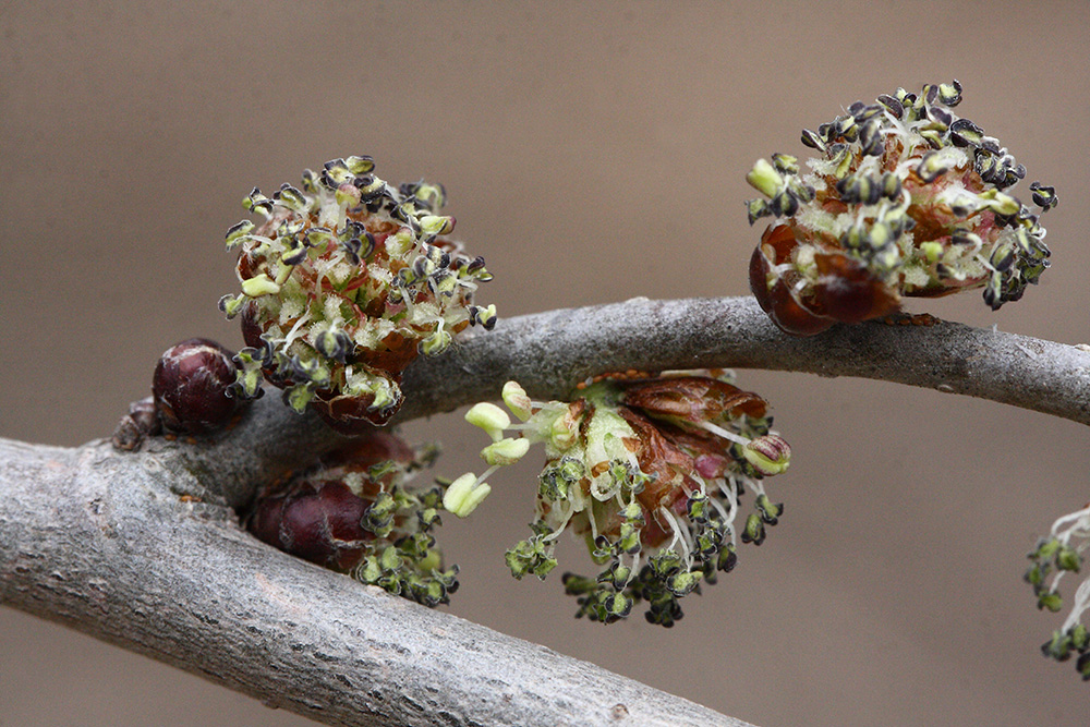 Изображение особи род Ulmus.