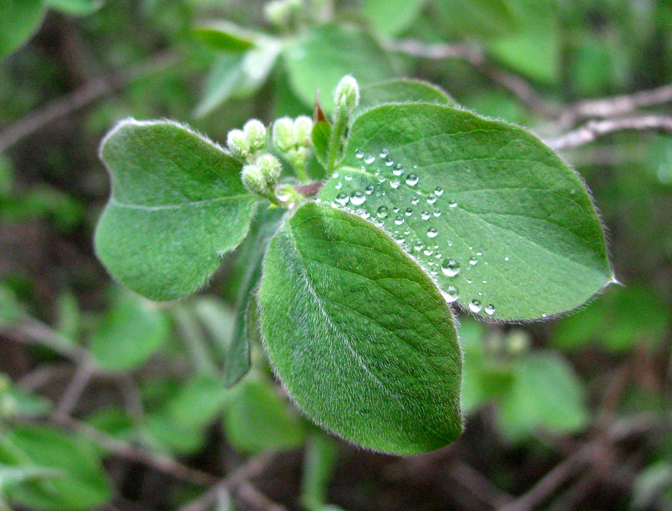 Image of Lonicera steveniana specimen.