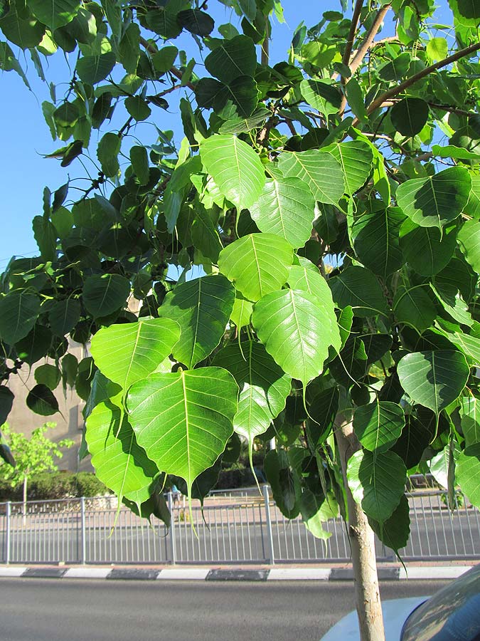 Image of Ficus religiosa specimen.