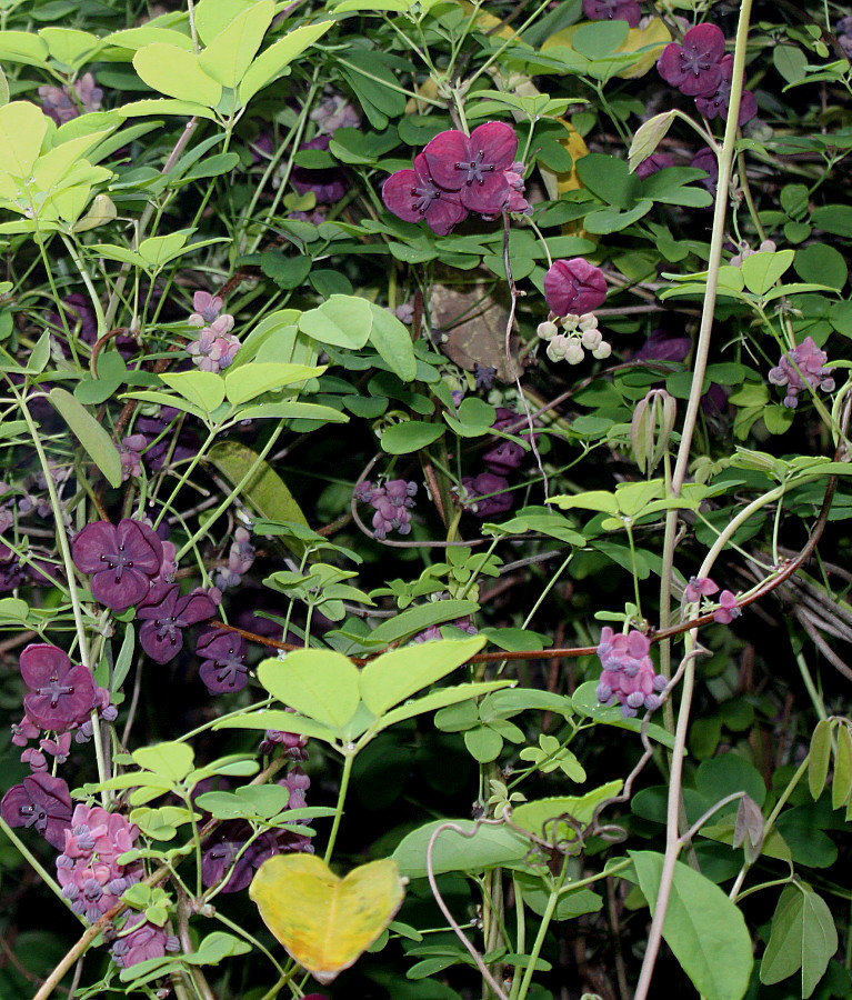 Image of Akebia quinata specimen.