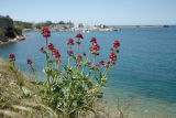 Centranthus ruber