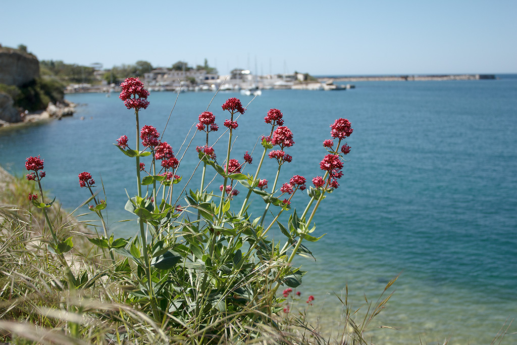 Image of Centranthus ruber specimen.