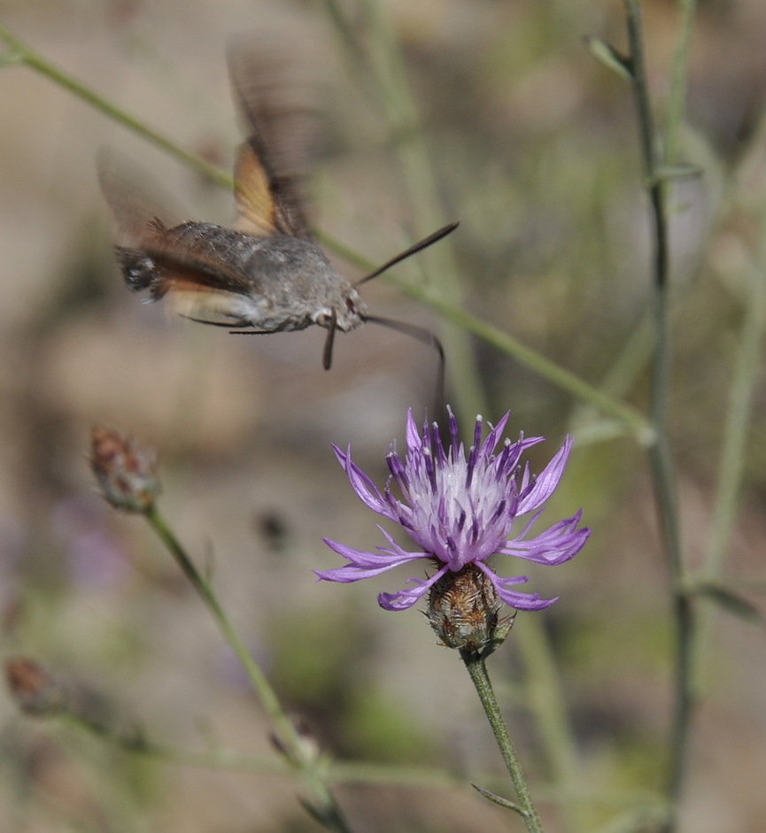 Изображение особи род Centaurea.