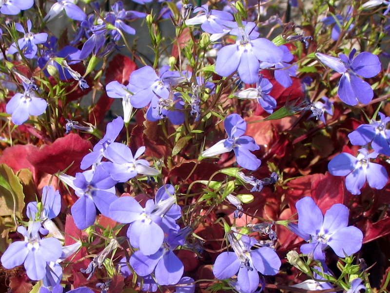 Image of Lobelia erinus specimen.
