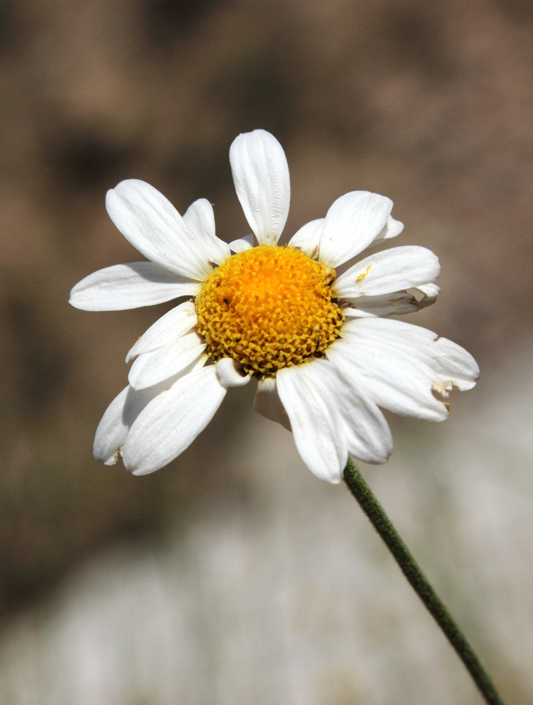 Image of Richteria pyrethroides specimen.