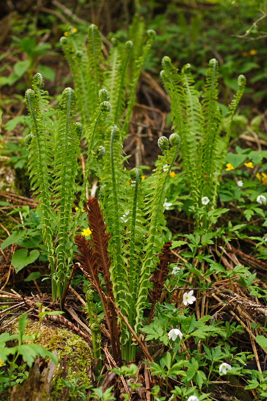 Image of Matteuccia struthiopteris specimen.