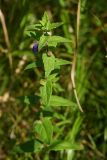 Scutellaria tuminensis