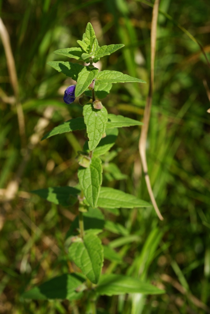 Изображение особи Scutellaria tuminensis.