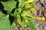 Mirabilis jalapa