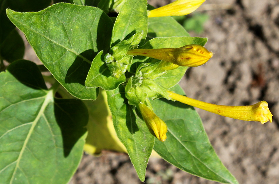 Image of Mirabilis jalapa specimen.