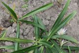 Gentiana fetisowii