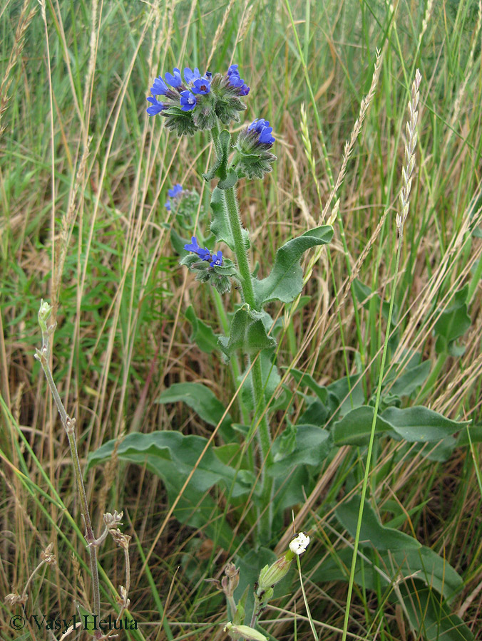 Изображение особи Anchusa officinalis.