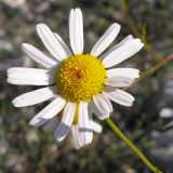 Tripleurospermum inodorum