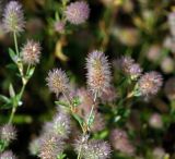 Trifolium arvense. Верхушка цветущего растения. Московская обл., Раменский р-н, окр. ж.-д. платформы Хрипань, залежь. 13.07.2013.