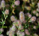 Trifolium arvense