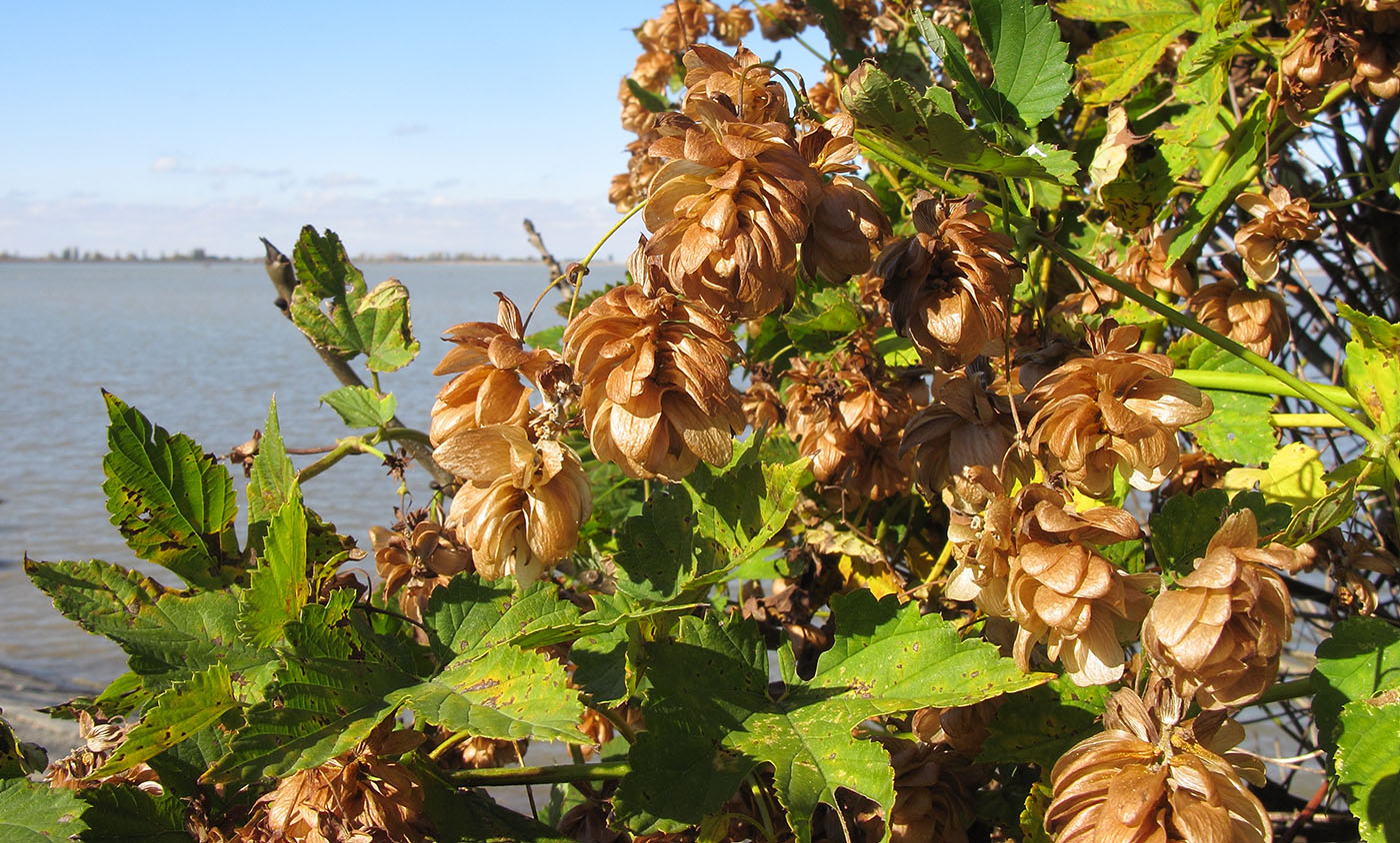 Изображение особи Humulus lupulus.