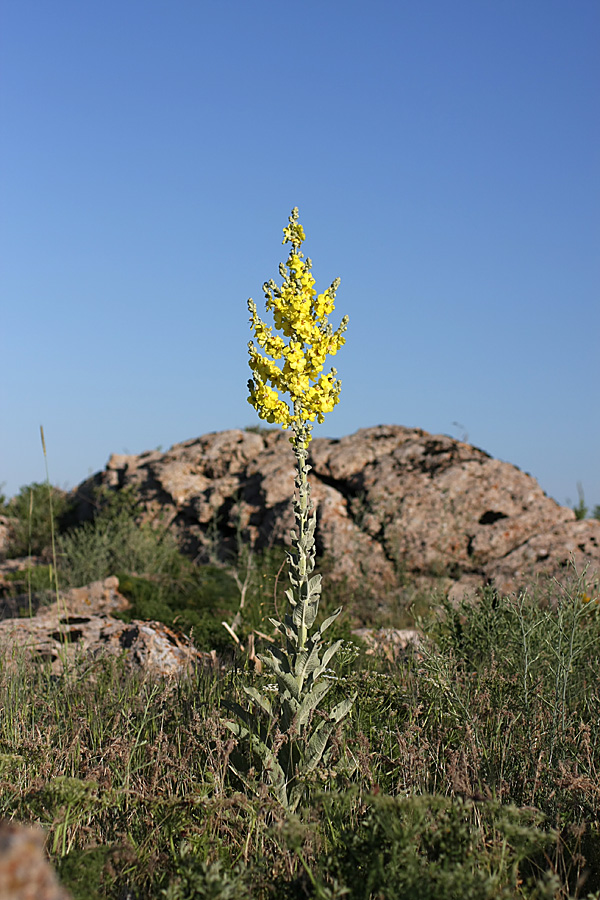 Изображение особи Verbascum songaricum.