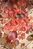 Parthenocissus tricuspidata