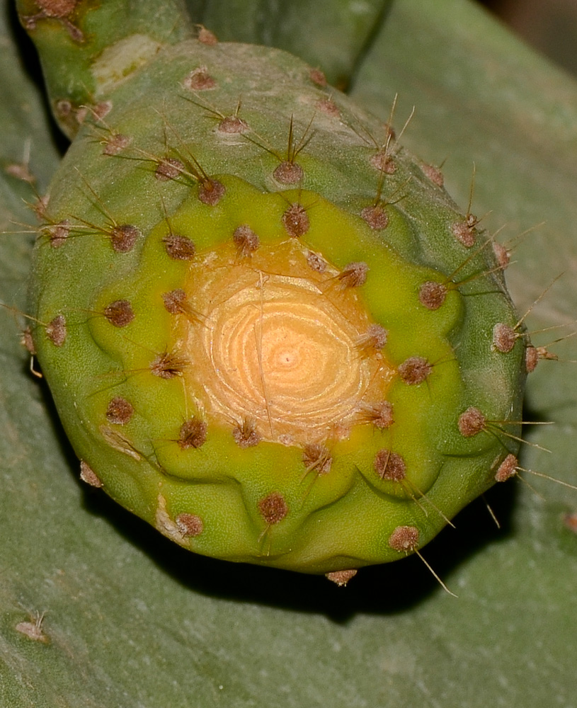 Изображение особи Opuntia ficus-indica.