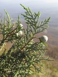 Juniperus excelsa. Верхушка ветви с шишкоягодами. Краснодарский край, Абинский р-н, хр. Грузинка, гора Шизе. 02.11.2013.