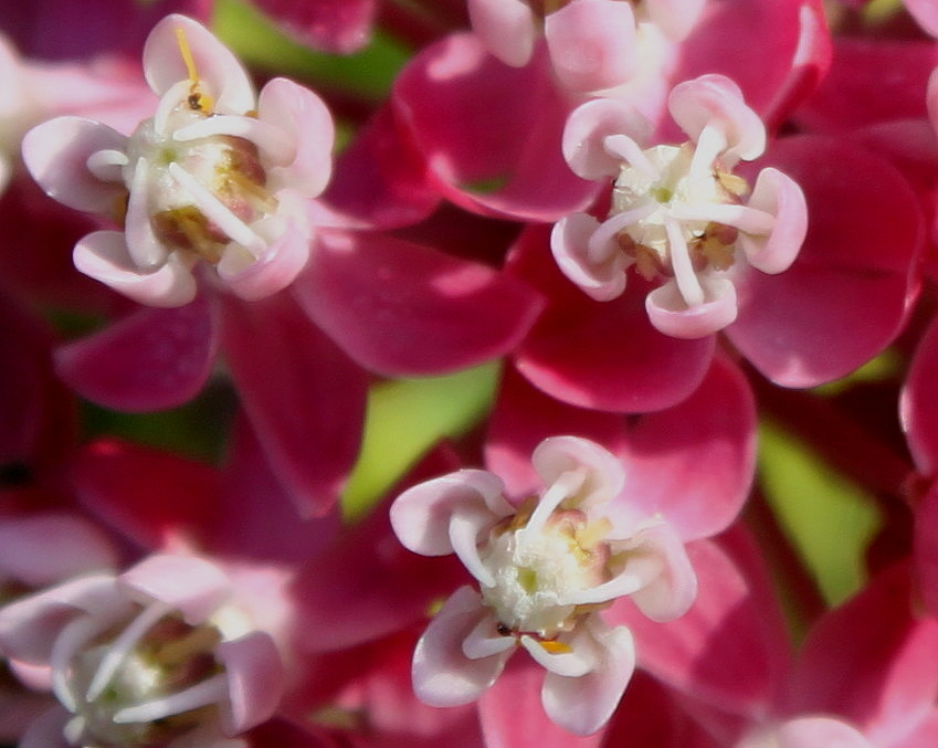 Изображение особи Asclepias incarnata.