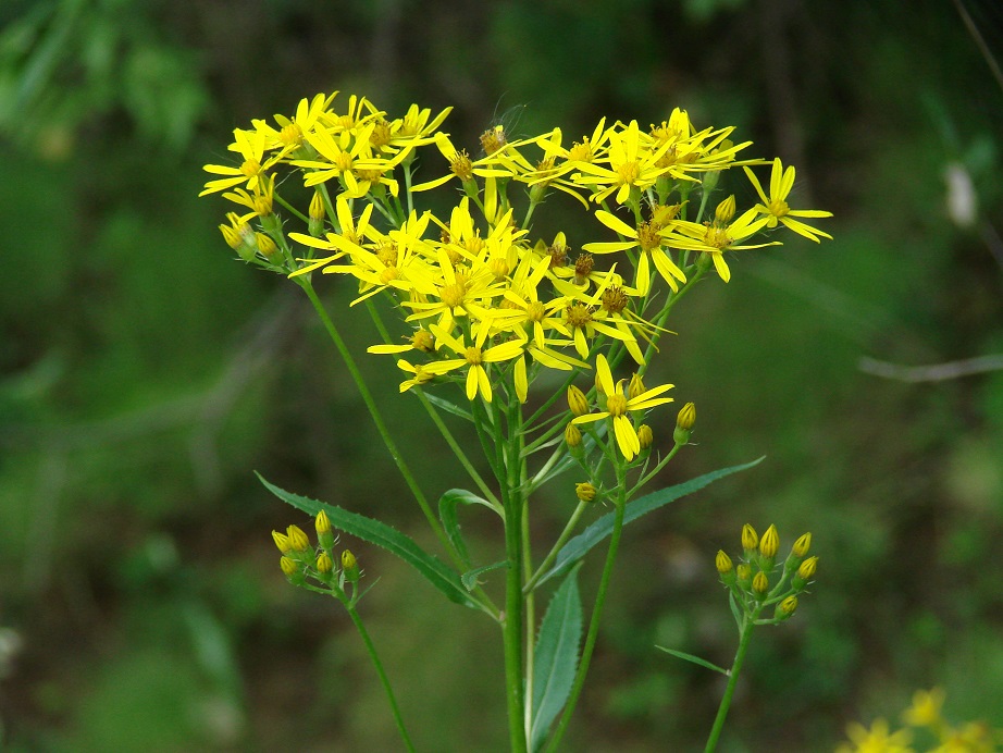 Изображение особи Senecio nemorensis.