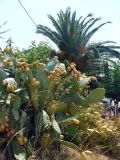 Opuntia ficus-indica. Плодоносящее растение в озеленении улицы. Греция, Крит, ном Ханья, г. Георгиуполис, в культуре. 20 августа 2012 г.