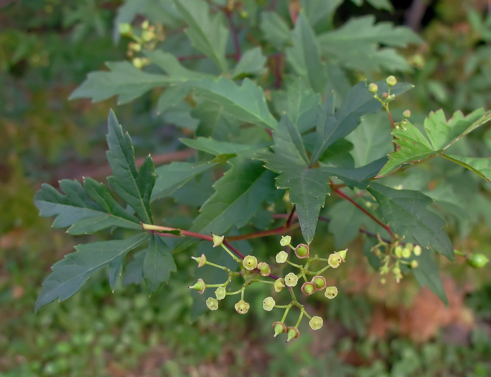 Изображение особи род Ampelopsis.