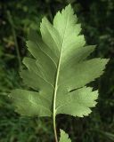 Crataegus rhipidophylla. Лист (вид снизу). Белгородская обл., Губкинский р-н, запов.\"Белогорье\", \"Ямская степь\". 16 июня 2009 г.