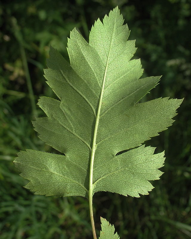 Изображение особи Crataegus rhipidophylla.