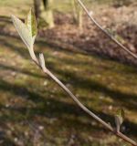 Viburnum lentago