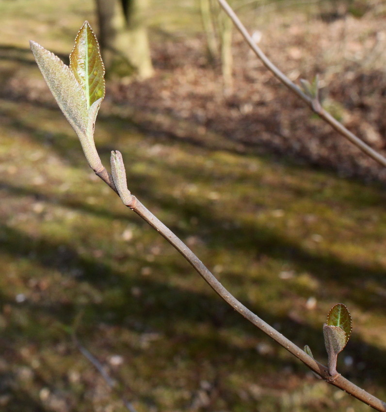 Image of Viburnum lentago specimen.