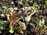 Petasites hybridus