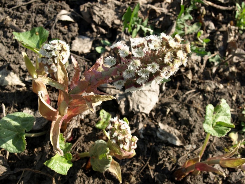 Image of Petasites hybridus specimen.