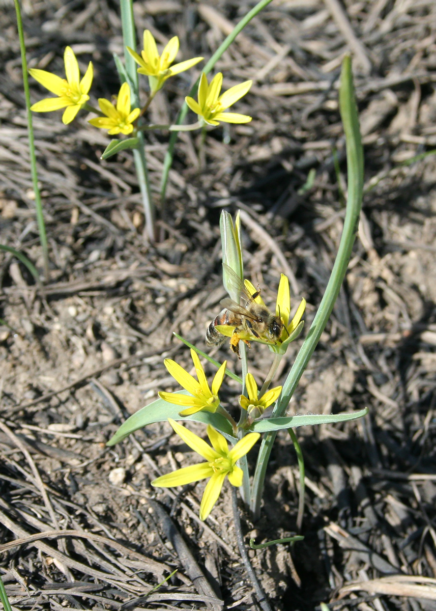 Image of Gagea fedtschenkoana specimen.