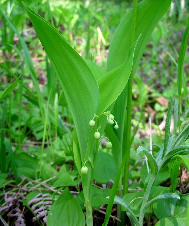 Image of Convallaria keiskei specimen.