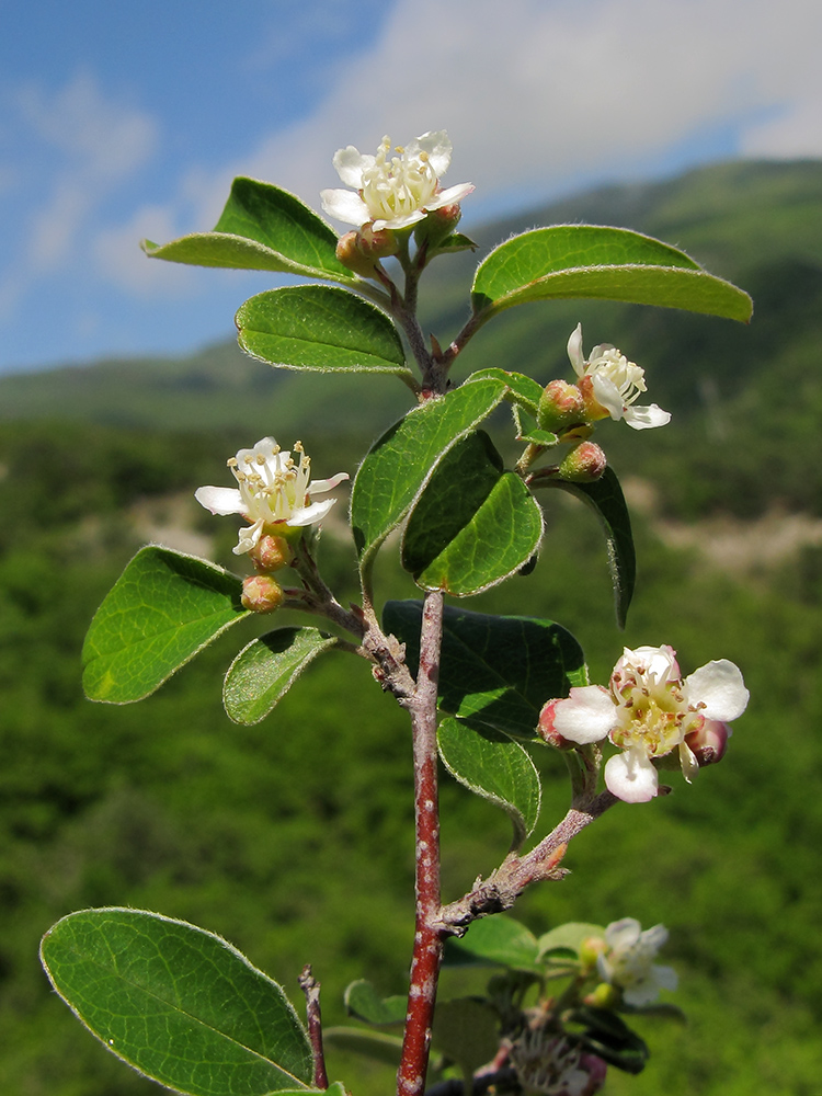 Image of Cotoneaster suavis specimen.